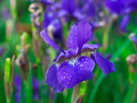 Siberian Iris  Caesar s Brother  Seeds Cheap